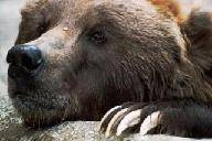 вебкамеры онлайн медведь-1
