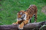 вебкамеры онлайн тигр